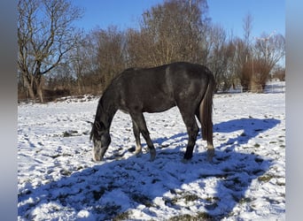 Mecklenburger warmbloed, Hengst, 2 Jaar, Schimmel