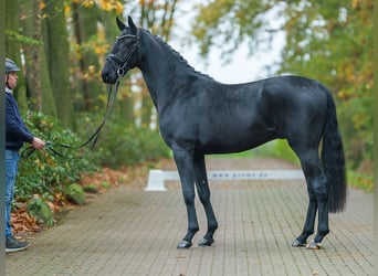 Mecklenburger warmbloed, Hengst, 2 Jaar, Zwart