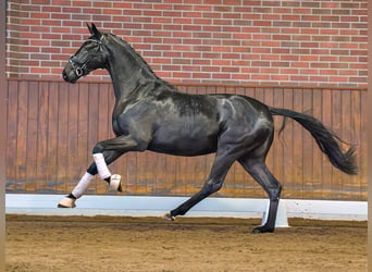 Mecklenburger warmbloed, Hengst, 2 Jaar, Zwart