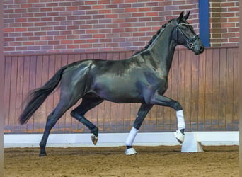 Mecklenburger warmbloed, Hengst, 2 Jaar, Zwart