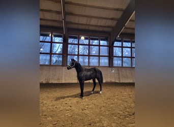 Mecklenburger warmbloed, Hengst, 2 Jaar, Zwart