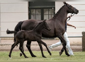 Mecklenburger warmbloed, Hengst, 2 Jaar, Zwart