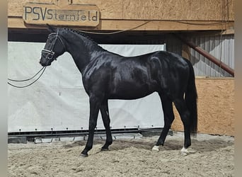 Mecklenburger warmbloed, Hengst, 2 Jaar, Zwart