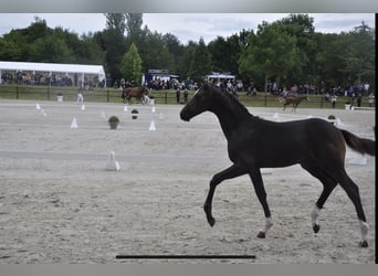 Mecklenburger warmbloed, Hengst, 2 Jaar, Zwartbruin