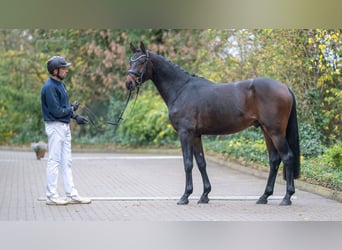 Mecklenburger warmbloed, Hengst, 3 Jaar, 165 cm, Donkerbruin