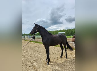 Mecklenburger warmbloed, Hengst, 3 Jaar, 169 cm, Zwart