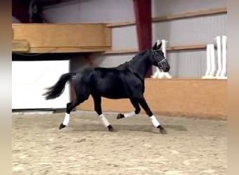 Mecklenburger warmbloed, Hengst, 3 Jaar, 176 cm, Zwart