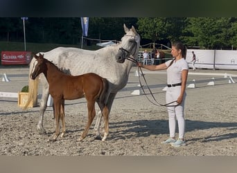 Mecklenburger warmbloed, Hengst, Veulen (06/2025), 167 cm, Bruin