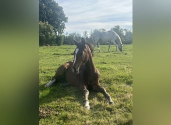 Mecklenburger warmbloed, Hengst, Veulen (06/2025), 167 cm, Bruin