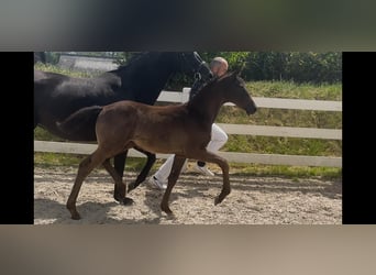 Mecklenburger warmbloed, Hengst, Veulen (04/2025), 167 cm, Zwart