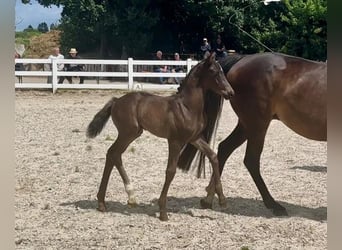 Mecklenburger warmbloed, Hengst, Veulen (05/2025), 167 cm, Zwartbruin