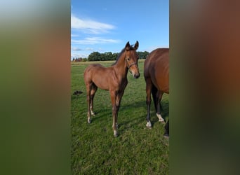Mecklenburger warmbloed, Hengst, Veulen (06/2025), 169 cm, Bruin
