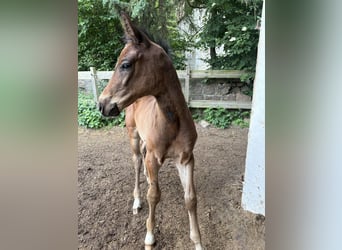 Mecklenburger warmbloed, Hengst, , 170 cm, Bruin