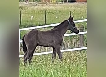 Mecklenburger warmbloed, Hengst, , 170 cm, Zwart