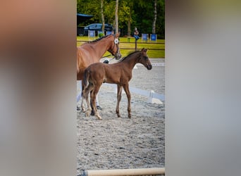 Mecklenburger warmbloed, Hengst, Veulen (05/2026), 170 cm, Zwart