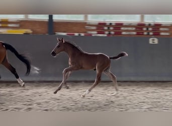 Mecklenburger warmbloed, Hengst, Veulen (05/2026), 170 cm, Zwart