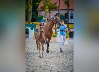 Mecklenburger warmbloed, Hengst, Veulen (05/2026), 170 cm, Zwart