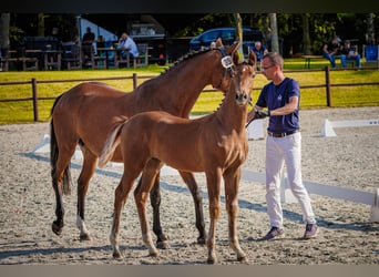 Mecklenburger warmbloed, Hengst, Veulen (03/2026), 172 cm, Vos