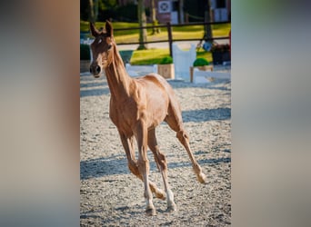 Mecklenburger warmbloed, Hengst, Veulen (03/2026), 172 cm, Vos