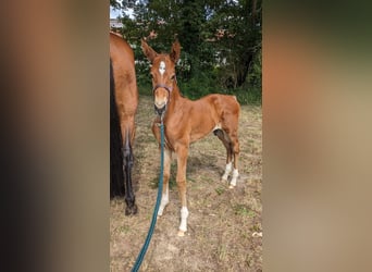 Mecklenburger warmbloed, Hengst, Veulen (06/2025), 173 cm, Bruin