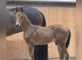 Mecklenburger warmbloed, Hengst, veulen (06/2024), Bruin