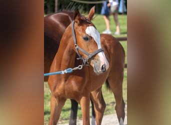 Mecklenburger warmbloed, Hengst, veulen (04/2024), Bruin