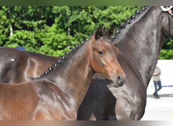 Mecklenburger warmbloed, Hengst, Veulen (03/2025), Bruin