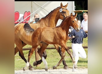 Mecklenburger warmbloed, Hengst, Veulen (04/2025), Bruin