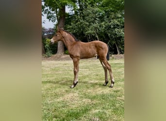 Mecklenburger warmbloed, Hengst, , Donkerbruin