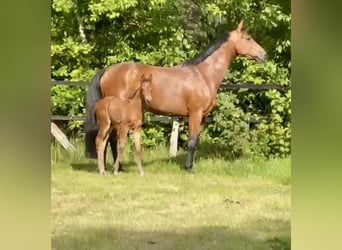 Mecklenburger warmbloed, Hengst, , Donkerbruin