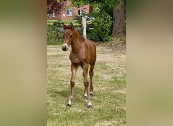 Mecklenburger warmbloed, Hengst, , Donkerbruin