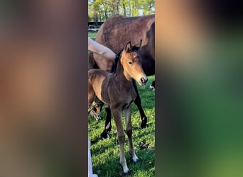 Mecklenburger warmbloed, Hengst, , Donkerbruin