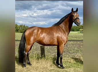 Mecklenburger warmbloed, Hengst, , Donkerbruin