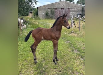 Mecklenburger warmbloed, Hengst, Veulen (06/2025), Donkerbruin