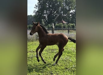 Mecklenburger warmbloed, Hengst, Veulen (06/2025), Donkerbruin
