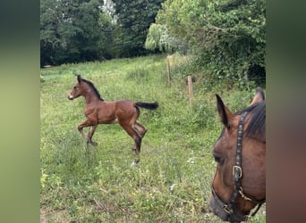 Mecklenburger warmbloed, Hengst, Veulen (06/2025), Donkerbruin