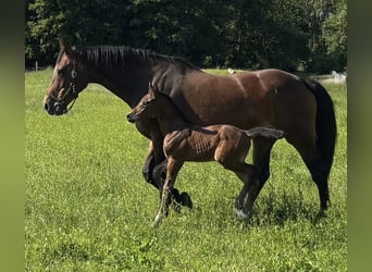 Mecklenburger warmbloed, Hengst, Veulen (06/2025), Donkerbruin