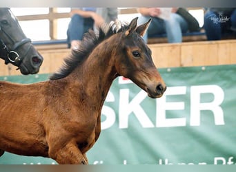 Mecklenburger warmbloed, Hengst, , Donkerbruin