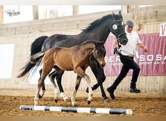 Mecklenburger warmbloed, Hengst, , Donkerbruin