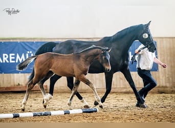 Mecklenburger warmbloed, Hengst, , Donkerbruin