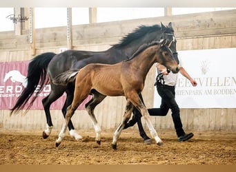 Mecklenburger warmbloed, Hengst, , Donkerbruin