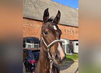 Mecklenburger warmbloed, Hengst, Veulen (05/2025), kan schimmel zijn