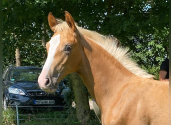 Mecklenburger warmbloed, Hengst, veulen (04/2024), Palomino