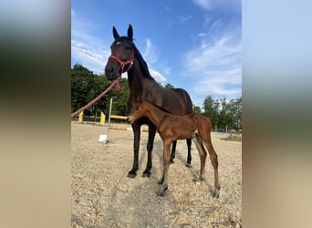 Mecklenburger warmbloed, Hengst, Veulen (07/2025)