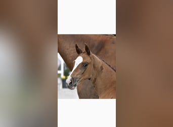 Mecklenburger warmbloed, Hengst, Veulen (05/2025), Vos