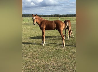 Mecklenburger warmbloed, Hengst, Veulen (04/2025), Vos