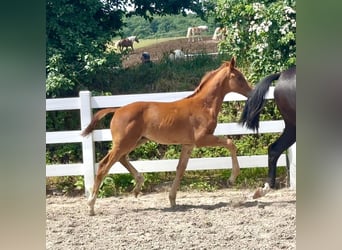 Mecklenburger warmbloed, Hengst, Veulen (04/2026), Vos