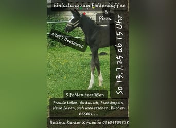 Mecklenburger warmbloed, Hengst, , Zwart