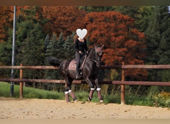 Mecklenburger warmbloed, Merrie, 10 Jaar, 165 cm, Zwart