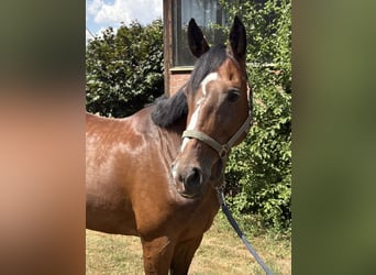 Mecklenburger warmbloed, Merrie, 10 Jaar, 166 cm, Roodbruin